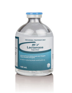 Lactanase Pasta Per Cavalli – 50 G, Integratore Prestazione Sportiva, Senza Doping